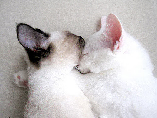 银鞍照白马,本泽马加时绝杀勒法国晋级,勒沃库森战车悲壮倾倒