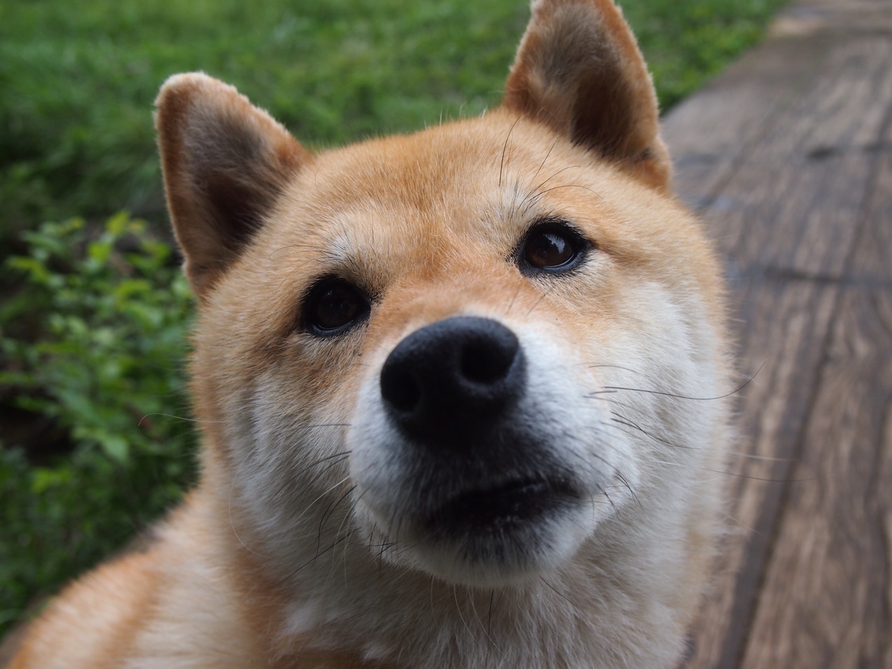 时空双重奏,马赛末节奇迹与美加墨的足球新纪元