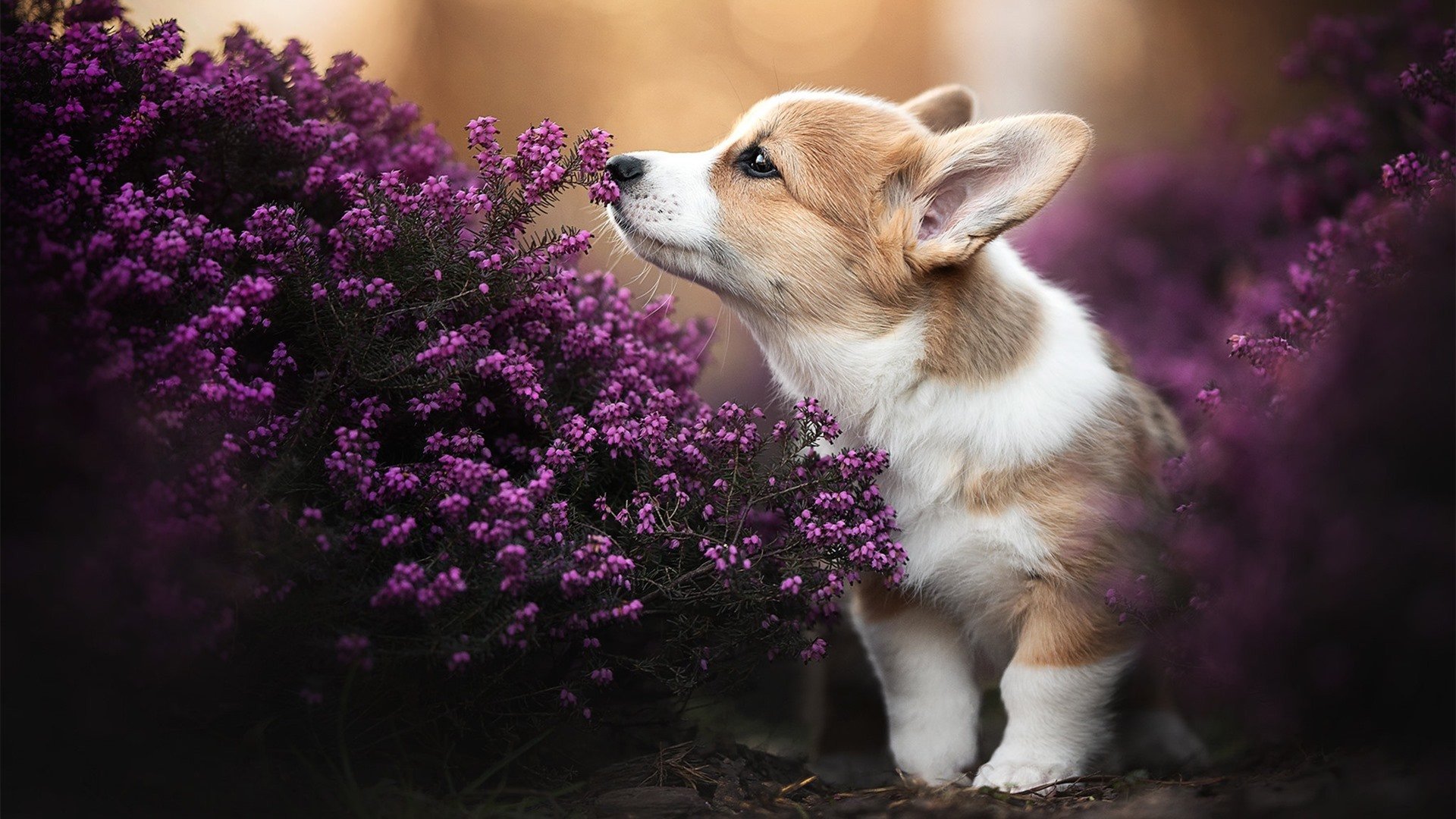 当奇迹遇上纪律，世界排名焦点战中，波兰如何用手术刀战术肢解安哥拉篮球梦想