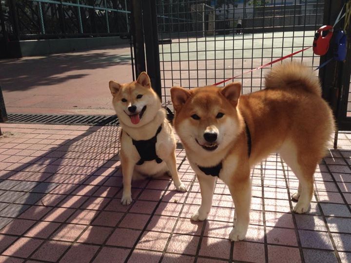 NBA总决赛之夜，阿坎吉时刻—当一个角色球员成为修补城市灵魂的补丁