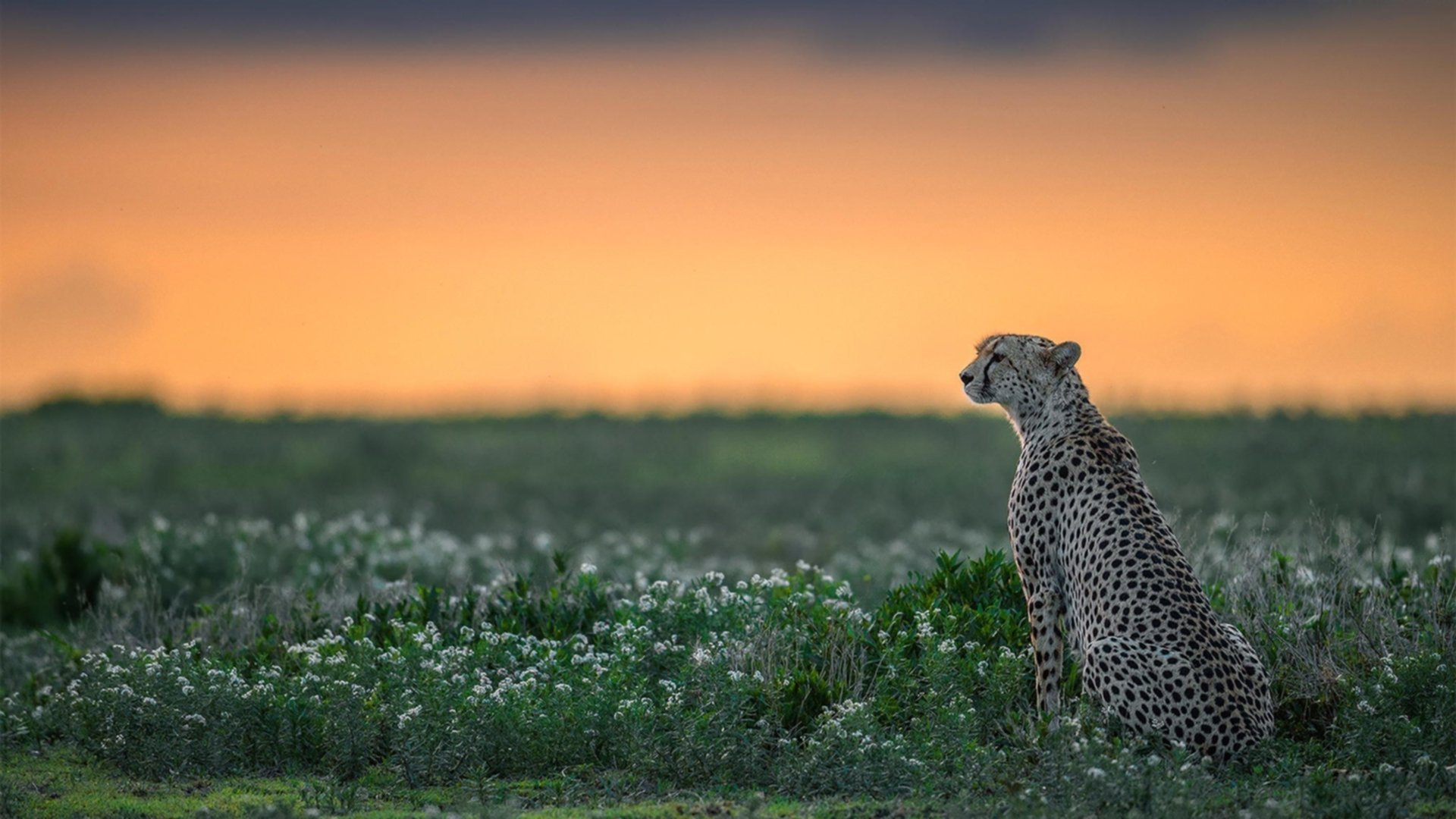 赛道与球场，当F1与CBA共享决胜法则