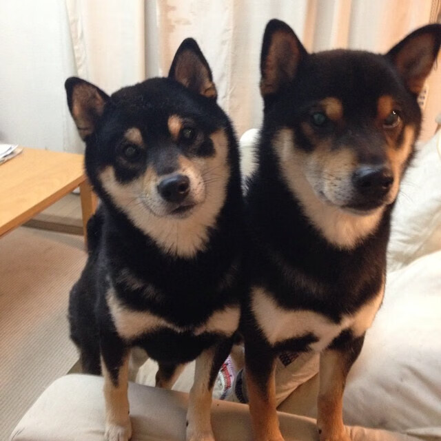 尼斯铁闸门迪，以静制动，一夫当关—教科书级表现诠释现代门将终极奥义