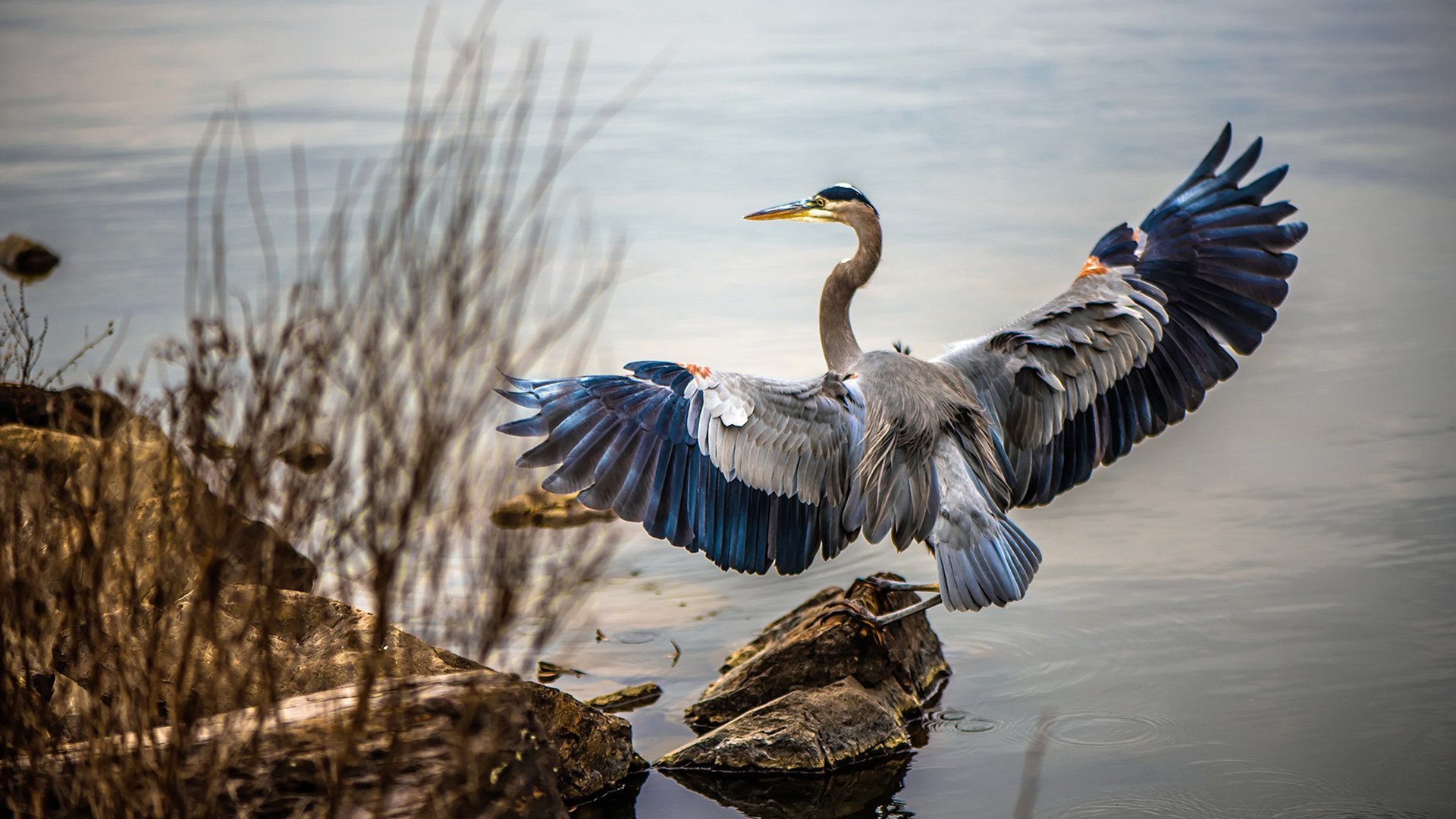 雄鹿战爵士，拉梅洛·鲍尔三双封神记，密尔沃基的逆转之夜