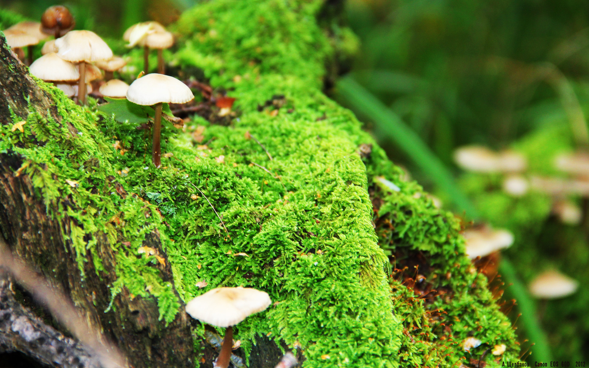 权杖移交之夜，雷恩横扫南非背后，帕尔默在奥运周期关键战接管比赛的时代隐喻