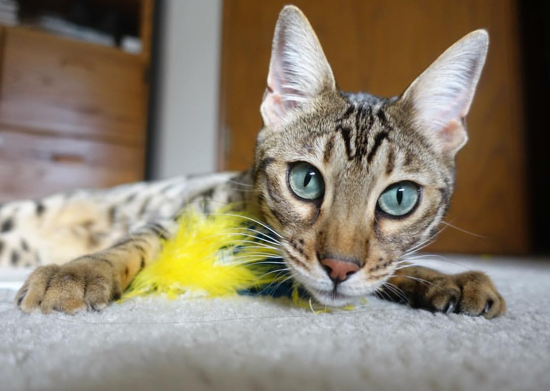 杰伦·格林拒绝质疑，公牛火力全开终结马刺纪录