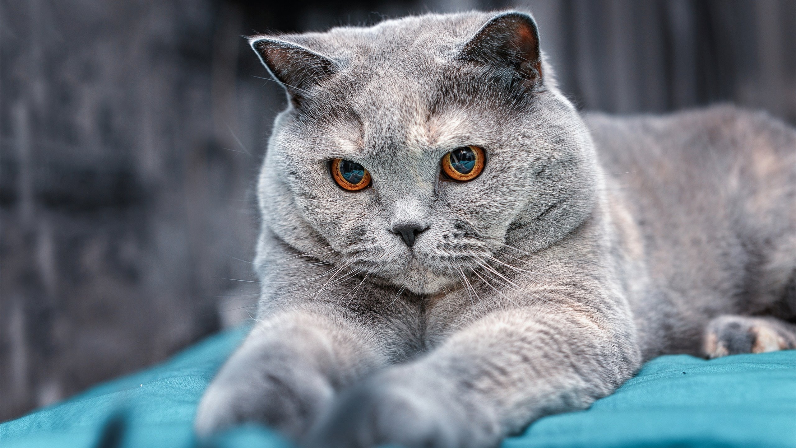 恒星与星系的对话，东契奇的个人秀与公牛的团队熔炉