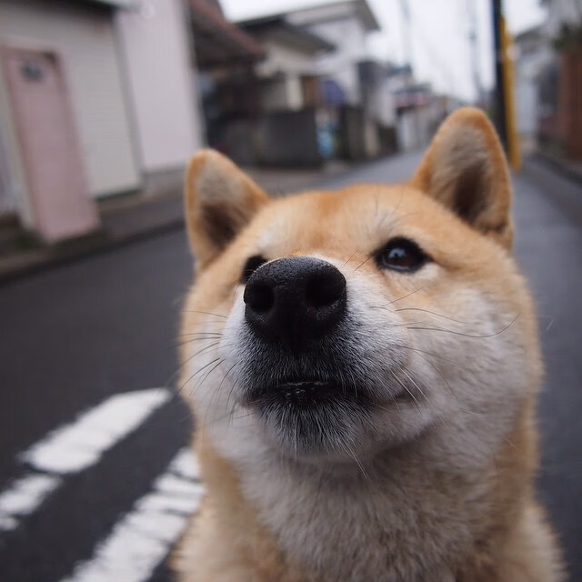唯一的导演，凯恩在美加墨世界杯接管比赛