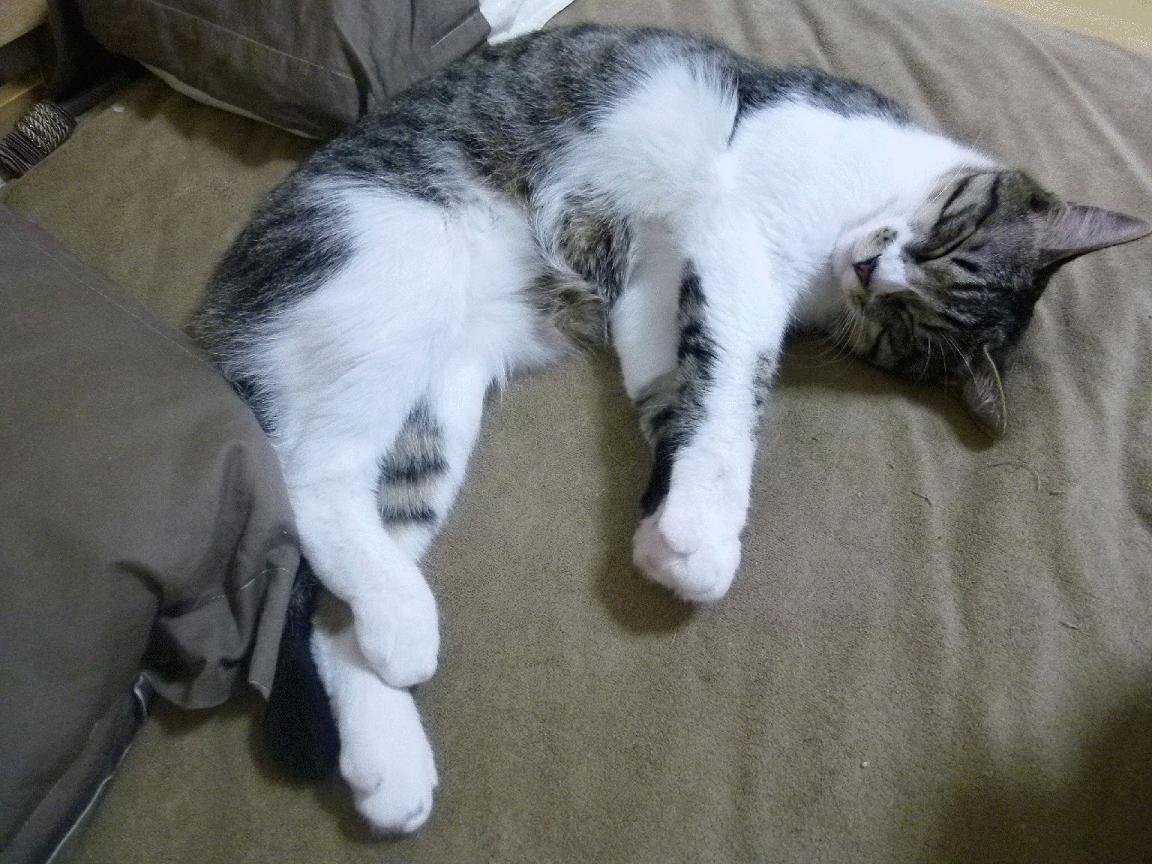 摩纳哥打穿韩国，蒂亚戈带队破解东亚文化密码的足球数学课