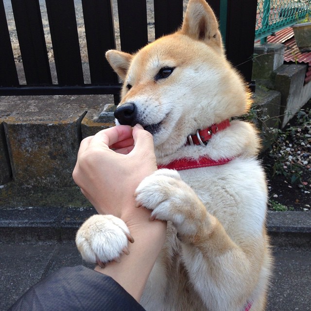 铁骑踏碎银黑梦,西亚卡姆的救赎与一个王朝的余音