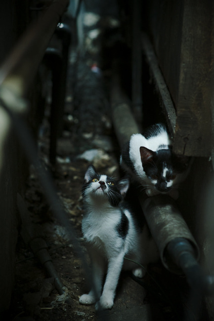 篮球世界没有孤岛，文班亚马的巨星光芒与湖人防守哲学背后的全球回响