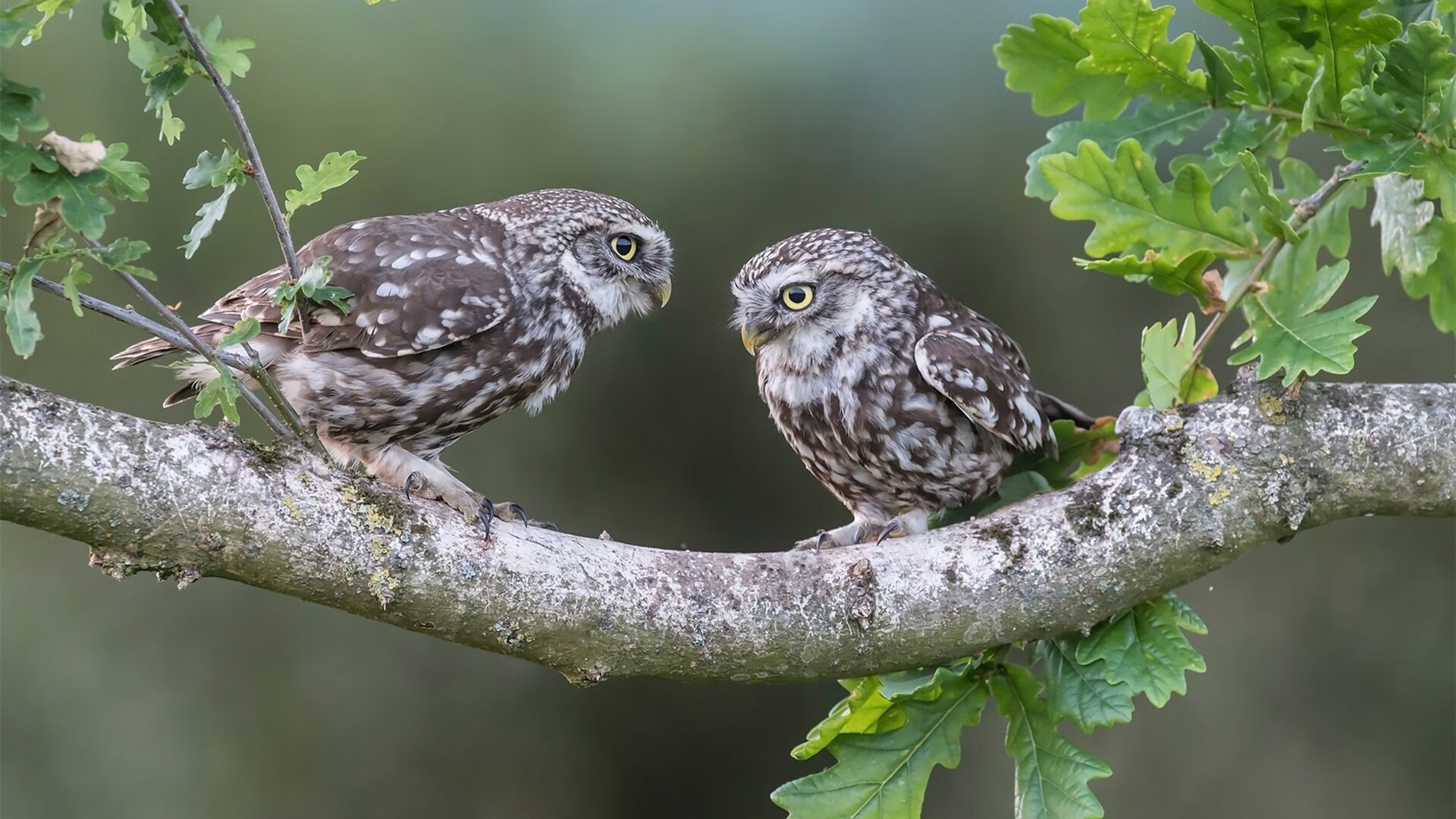 帝国远征军遭遇雨林铁壁，法比尼奥一记穿越千年的助攻当永恒之城的战术板，画在了洪都拉斯的暴雨之夜