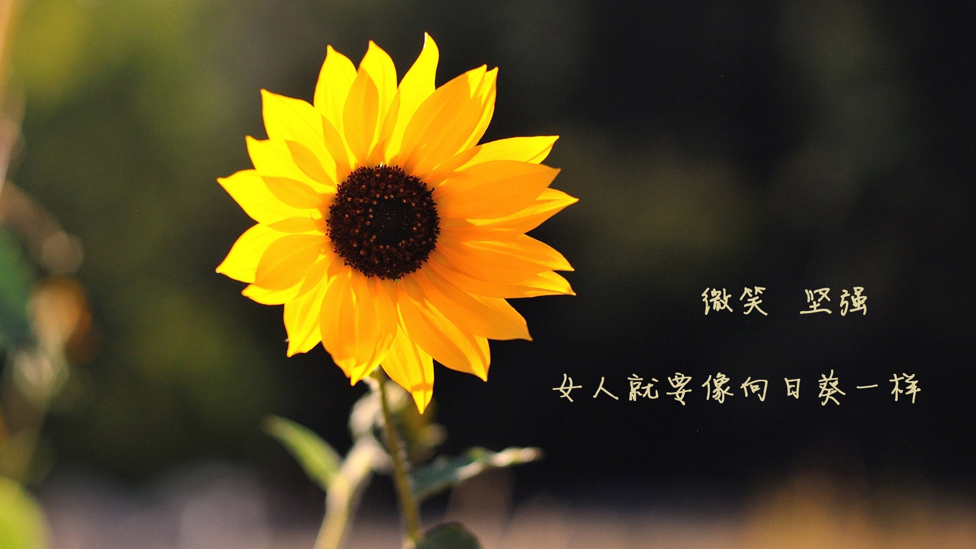 意甲焦点战启示录,尼日利亚轻取墨西哥的战术与明星效应