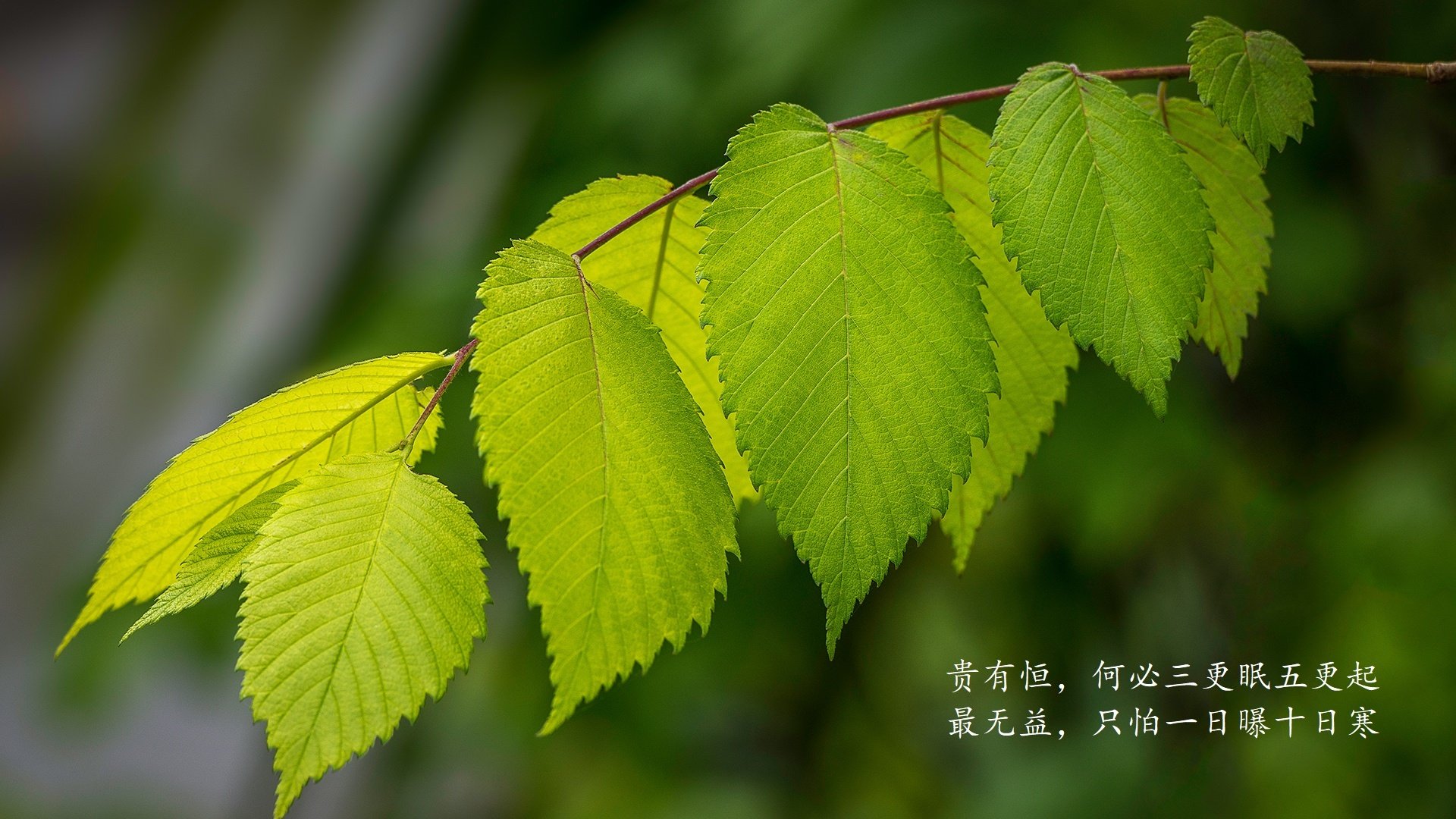 索菲亚的奇迹之夜,坎塞洛一剑封喉,钢铁保加利亚爆冷掀翻桑巴军团,H组出线形势瞬间巨变